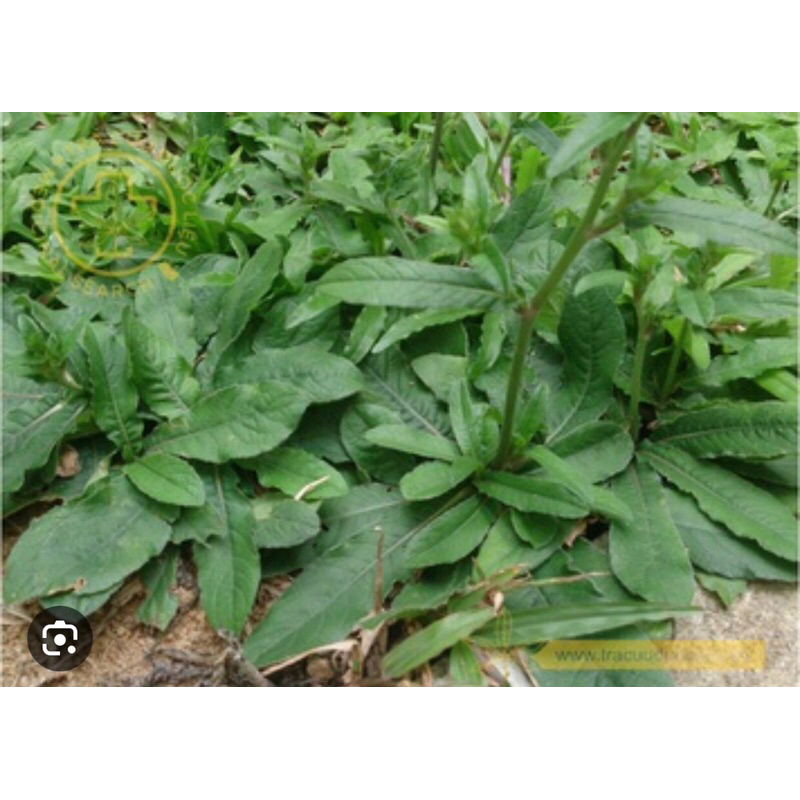 1 kg cỏ chỉ thiên tươi