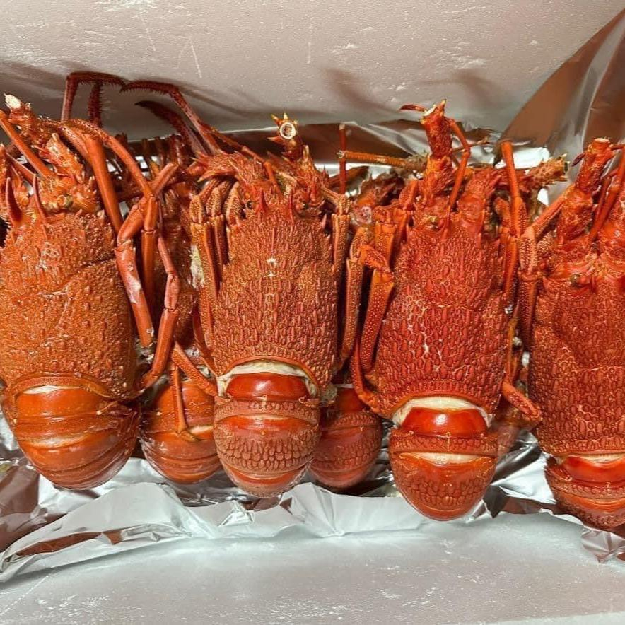 Tôm Hùm Úc Size 800-1.2kg/1con -  Làng Hải Sản Mix-Official