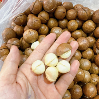 [500g] Macca nứt vỏ size đại