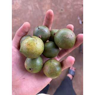 [500g] Macca nứt vỏ size đại