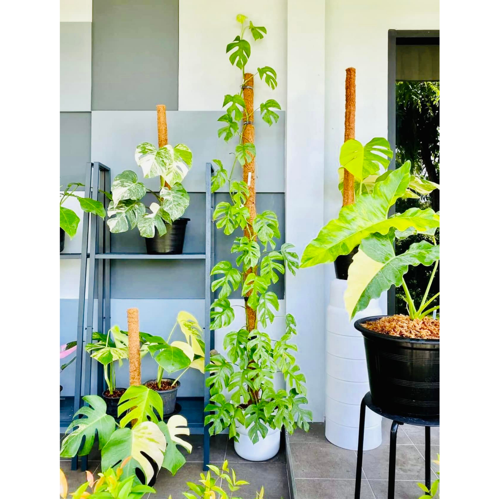 TRỤ CỘT XƠ DỪA TRỒNG CÂY 45CM - 1M5, CHO CÂY LEO BÁM UNIGREEN HOME&GARDEN CÓ KHỚP NỐI