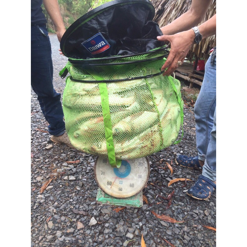 Khoai ủ chua câu cá mè, trôi, chép 500gr