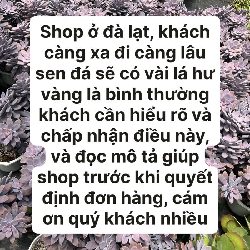 Cây sen đá Bông Hồng đen size mini 2-2,5cm THUANPHAT GARDEN, màu đỉnh, lỗi 1 đổi 1