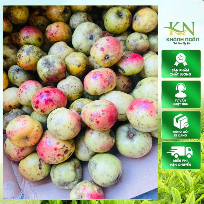 Táo mèo tươi Tây Bắc vụ mới hàng chọn ngâm rượu 1kg