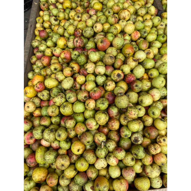 Táo mèo tươi Tây Bắc vụ mới hàng chọn ngâm rượu 1kg