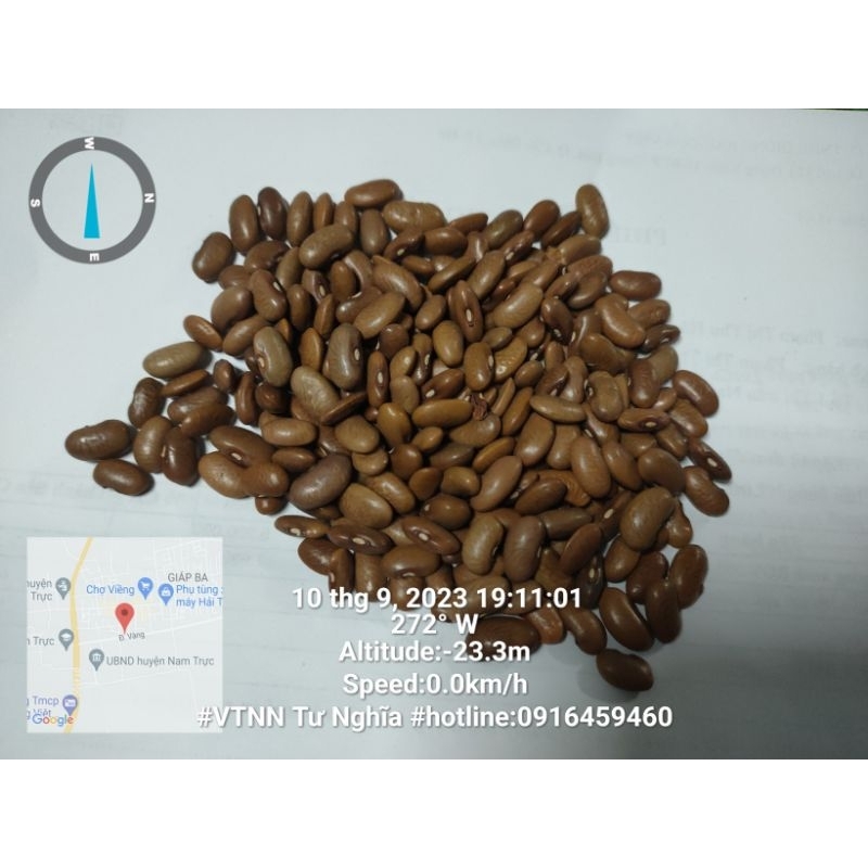 Hạt giông Đậu cove leo nâu RQV