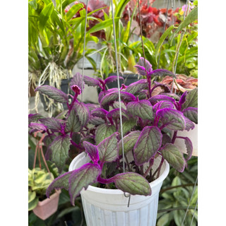 Cây lá gấm kim thất nhung (Purrple Passion)