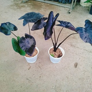 Cây Môn Đen Ma Thuật (Colocasia esculenta Black Magic)
