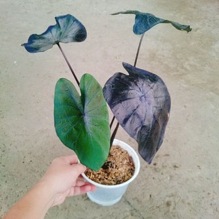 Cây Môn Đen Ma Thuật (Colocasia esculenta Black Magic)