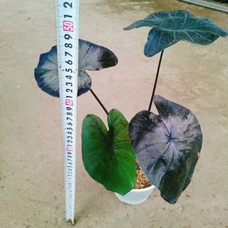 Cây Môn Đen Ma Thuật (Colocasia esculenta Black Magic)