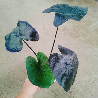 Cây Môn Đen Ma Thuật (Colocasia esculenta Black Magic)