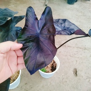Cây Môn Đen Ma Thuật (Colocasia esculenta Black Magic)
