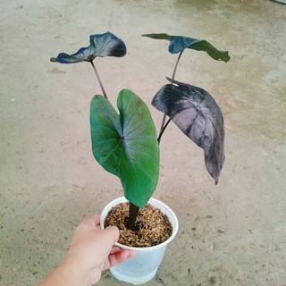 Cây Môn Đen Ma Thuật (Colocasia esculenta Black Magic)