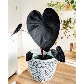 Cây Môn Đen Ma Thuật (Colocasia esculenta Black Magic)