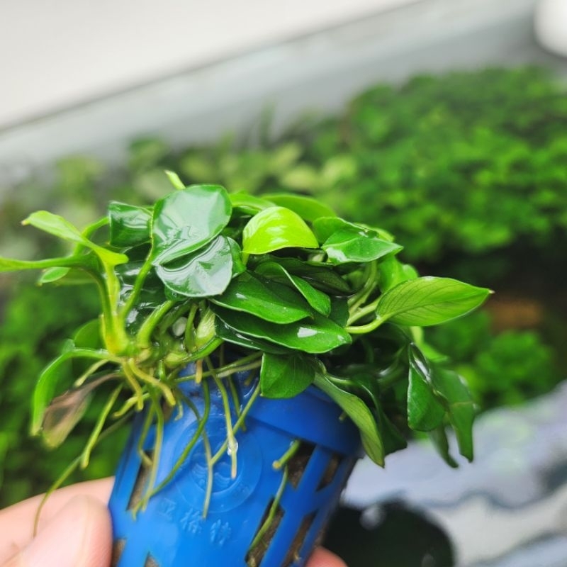 Ráy nana petite thái/ tàu  lá nước