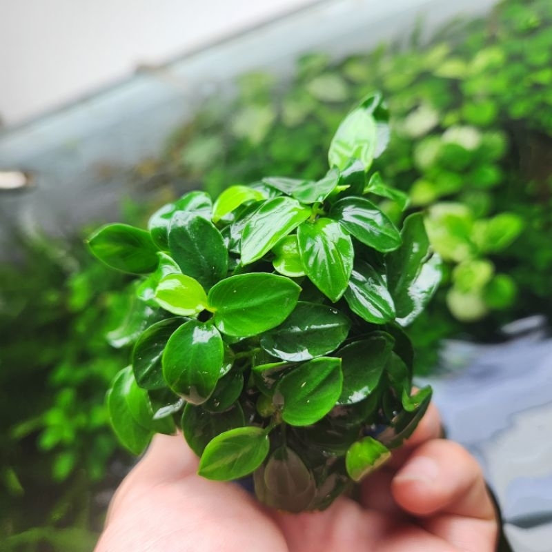 Ráy nana petite thái/ tàu  lá nước