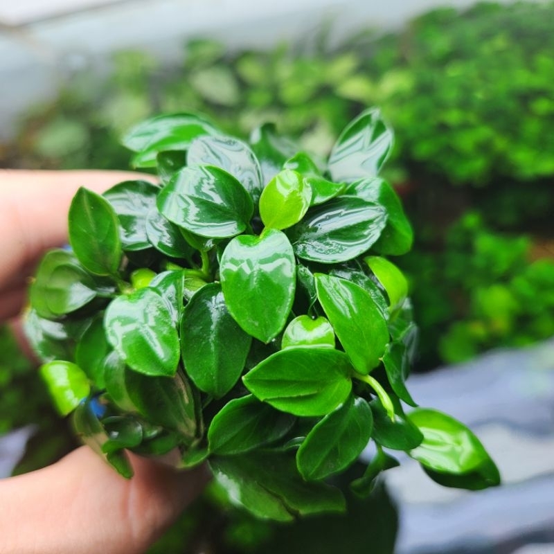 Ráy nana petite thái/ tàu  lá nước