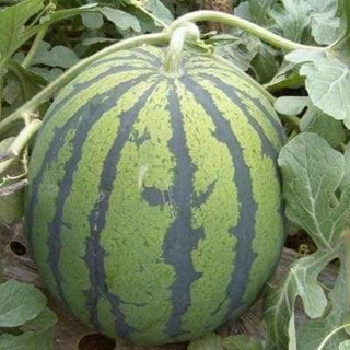 Hạt giống dưa hấu mặt trời đỏ không hat