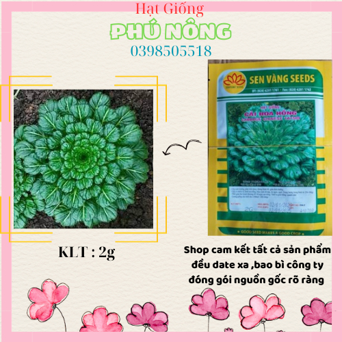 MUA 3 TẶNG 1 CÙNG LOẠI Hạt giống cải hoa hồng Sen Vàng 2gr