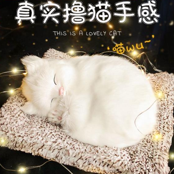 Hộp Quà Tặng Thú Cưng Mèo Trắng, Hộp Quà Sinh Nhật, Decor Trang Trí