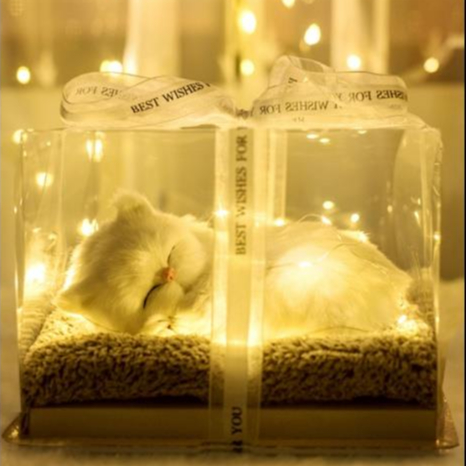 Hộp Quà Tặng Thú Cưng Mèo Trắng, Hộp Quà Sinh Nhật, Decor Trang Trí