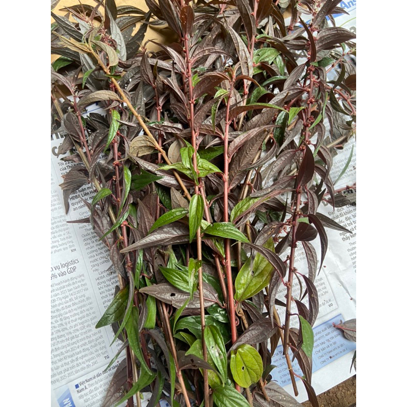 1kg lá cỏ dòi (cây bọ mắm)