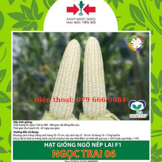 Hạt giống ngô nếp lai F1 Ngọc trai 06 gói 500 gram