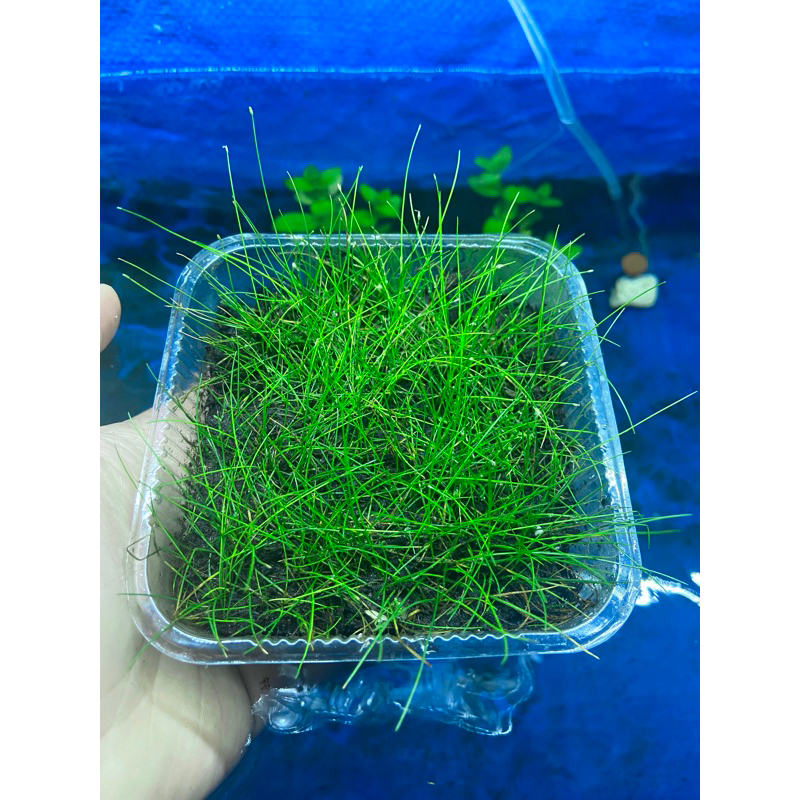 Ngưu mao chiên lùn xoè lá nước - Siêu rẻ