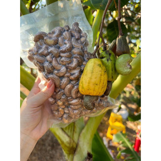 500gr hạt điều rang muối Bình Phước