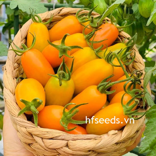 Gói 5 hạt giống cà chua nova Mỹ - giống chịu nhiệt