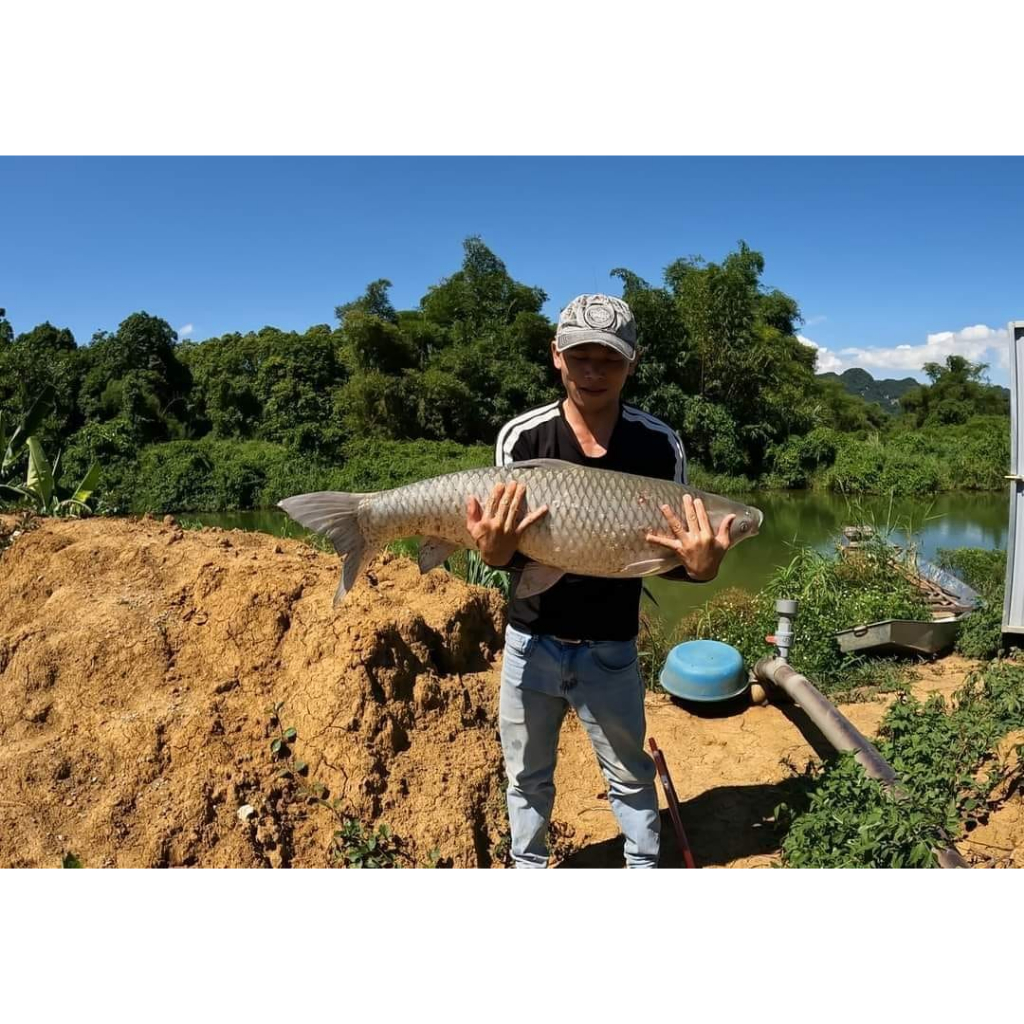 Nước Xanh Câu Cá Trắm Cá Chép Đem Lại Hiệu Qủa Cao