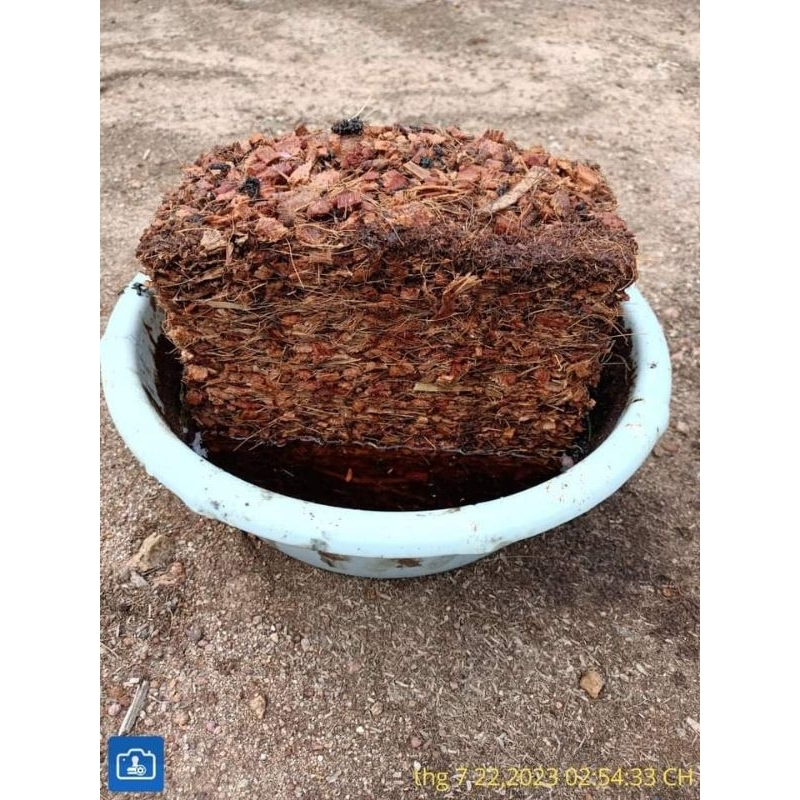 Xơ dừa cục ép khối 500g đã qua xử lý size 1-2cm, giá thể trồng kiểng lá, phong lan