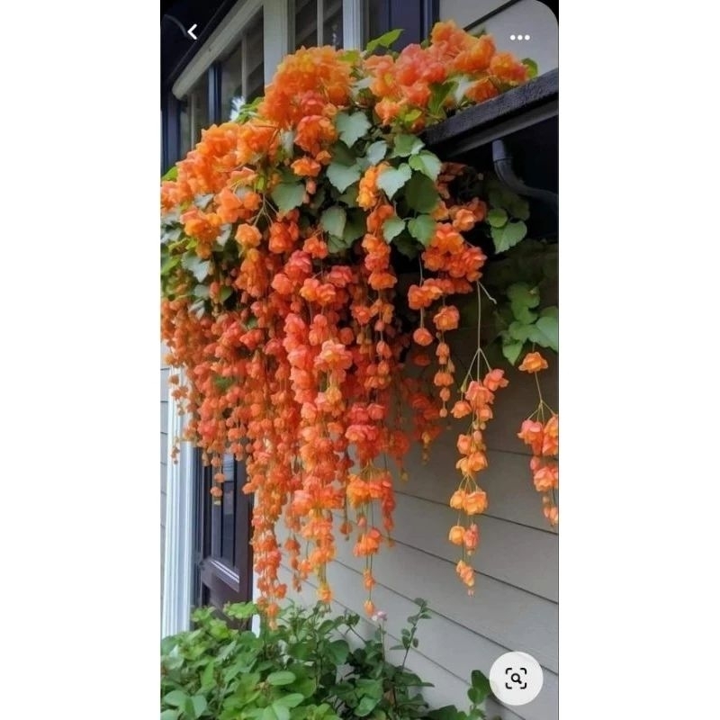 Hạt giống hoa chuông gió