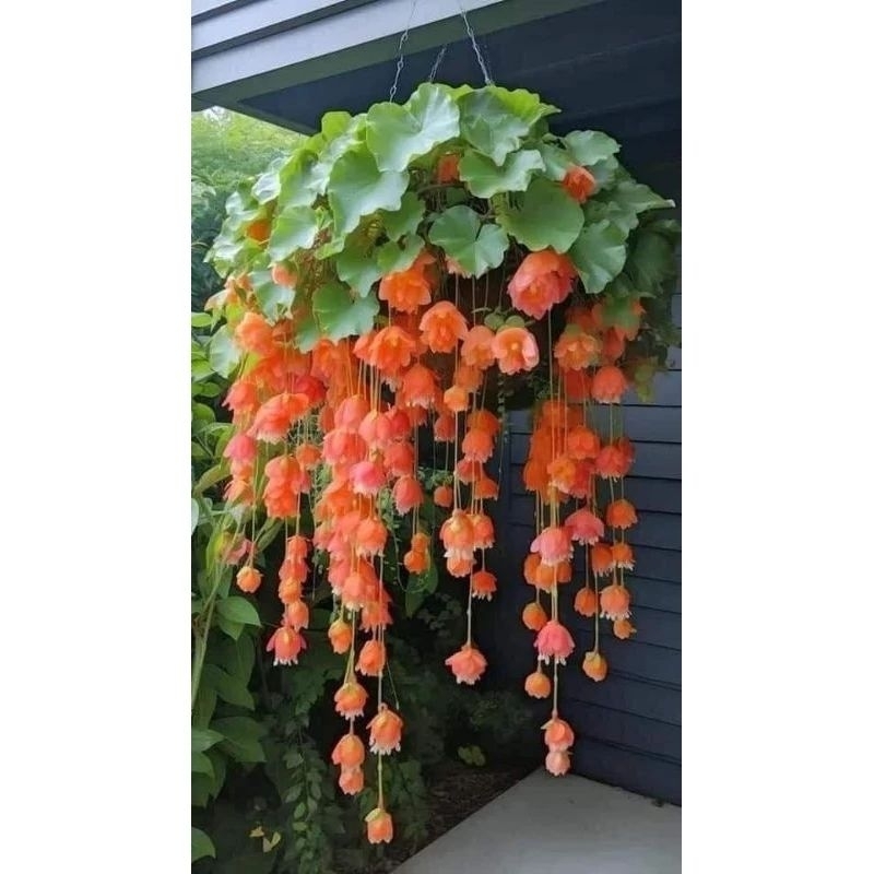 Hạt giống hoa chuông gió