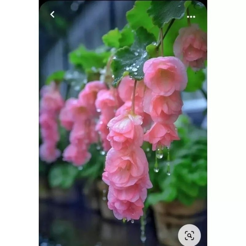 Hạt giống hoa chuông gió