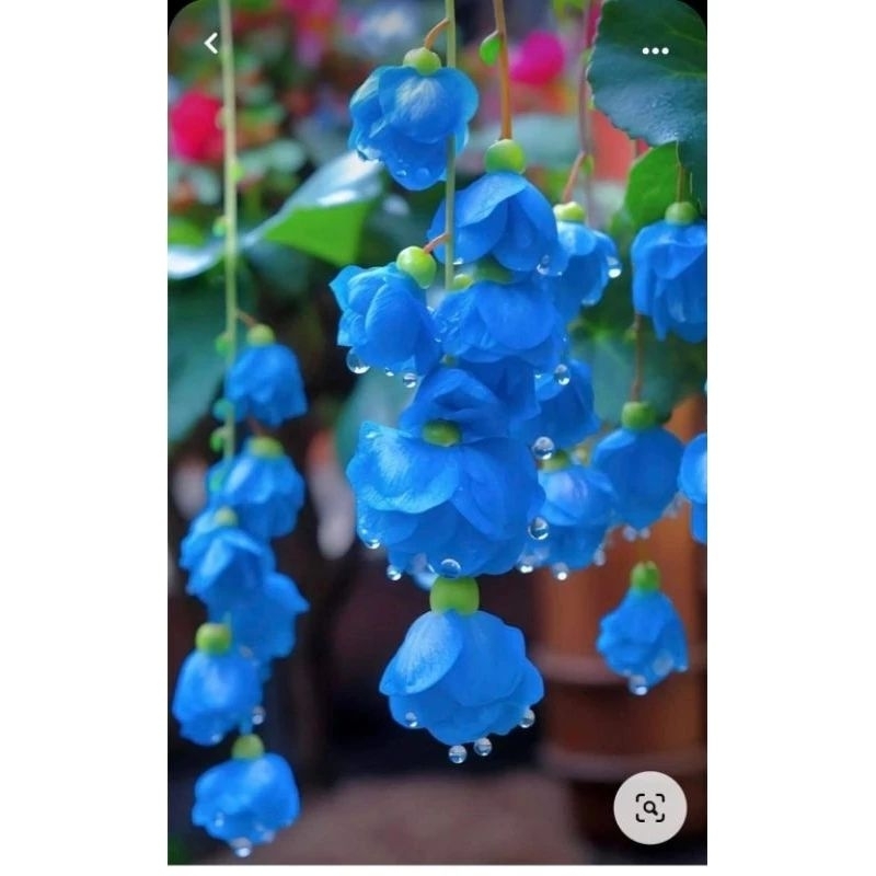 Hạt giống hoa chuông gió