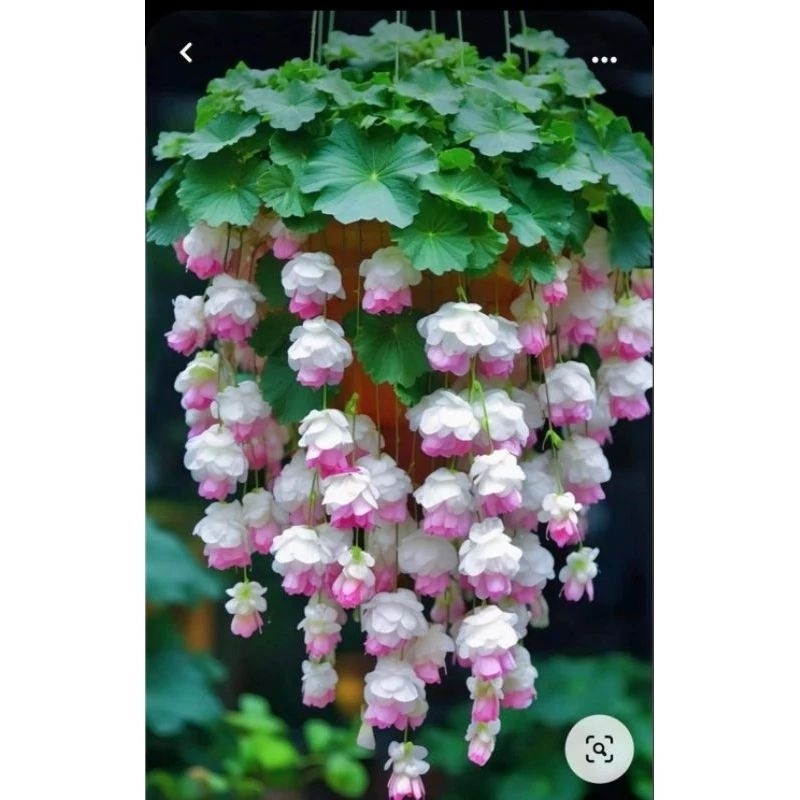 Hạt giống hoa chuông gió