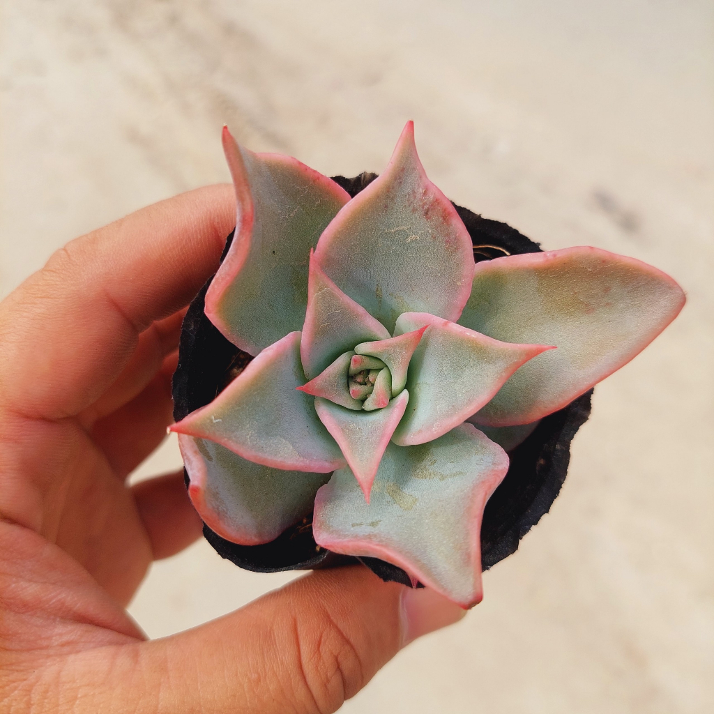 Sen đá ADIBA size vĩ 2-4cm và size bầu 5-8cm, MÃ ADIBA - SENBAU