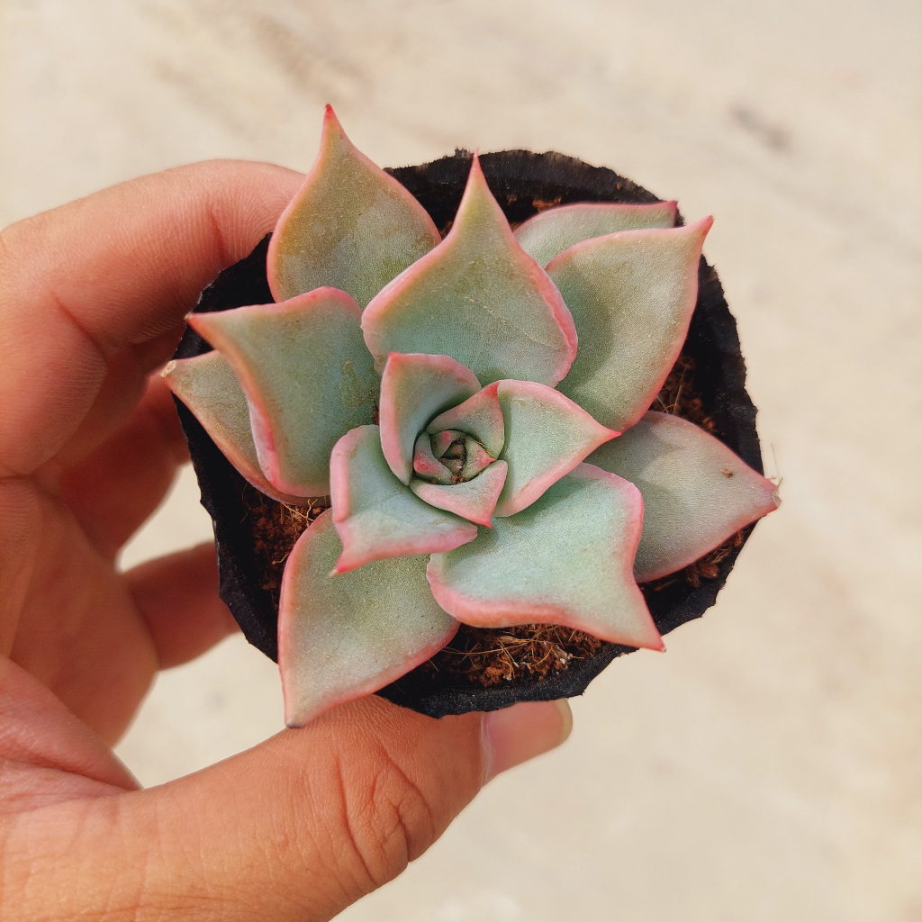 Sen đá ADIBA size vĩ 2-4cm và size bầu 5-8cm, MÃ ADIBA - SENBAU