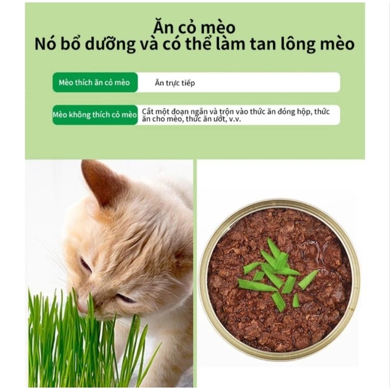 - Cỏ Mèo Tươi Trồng Sẵn - Cỏ Lúa Mì - Mpets
