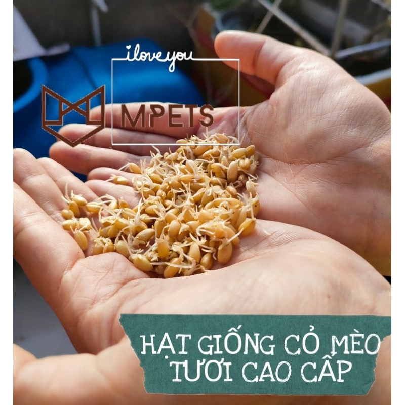 - Cỏ Mèo Tươi Trồng Sẵn - Cỏ Lúa Mì - Mpets