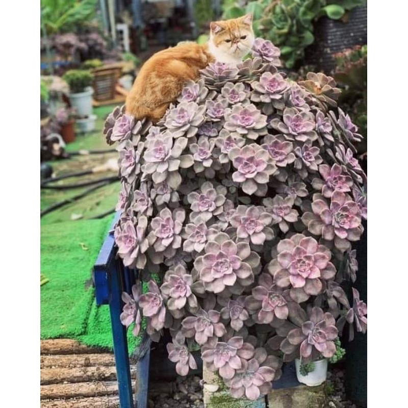 Sen đá hồng mập