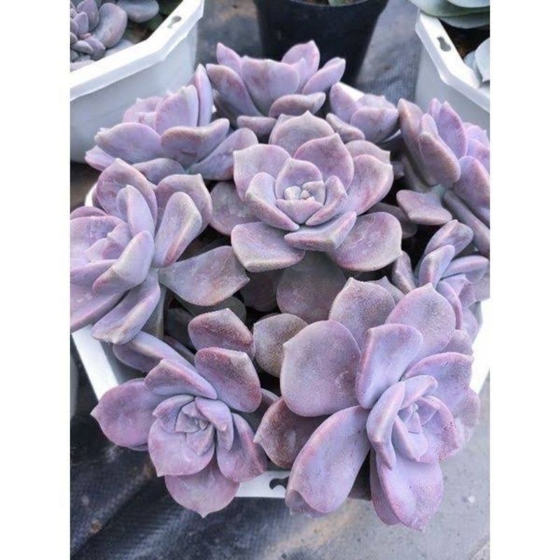 Sen đá hồng mập