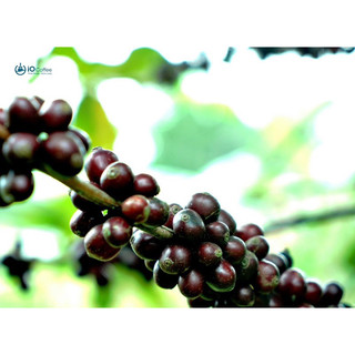 Cà phê rang xay đặc sản Fine Robusta - Honey Processing