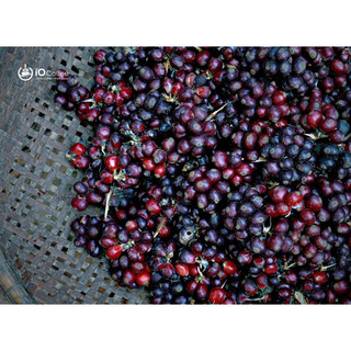 Cà phê rang xay đặc sản Fine Robusta - Honey Processing