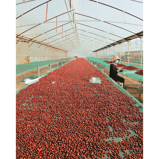 Cà phê rang xay đặc sản Fine Robusta - Honey Processing