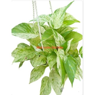 Trầu bà sữa Mablequeen chậu treo to