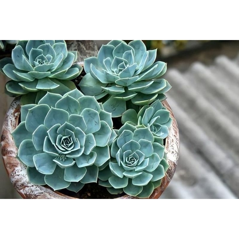 Sen đá bánh bao xanh