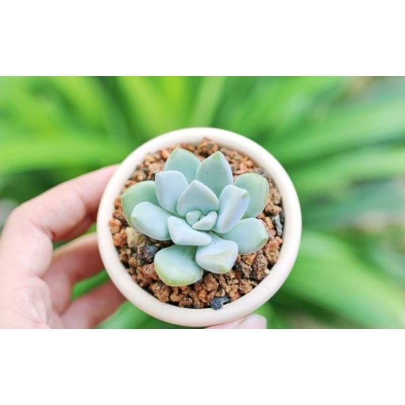 Sen đá bánh bao xanh