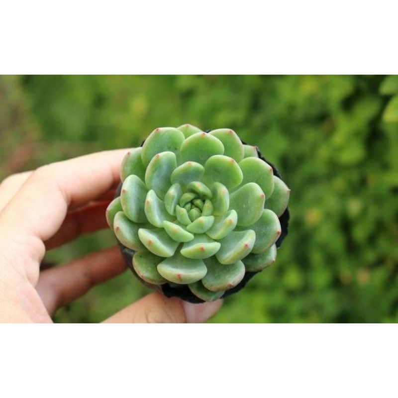 Sen đá bánh bao xanh